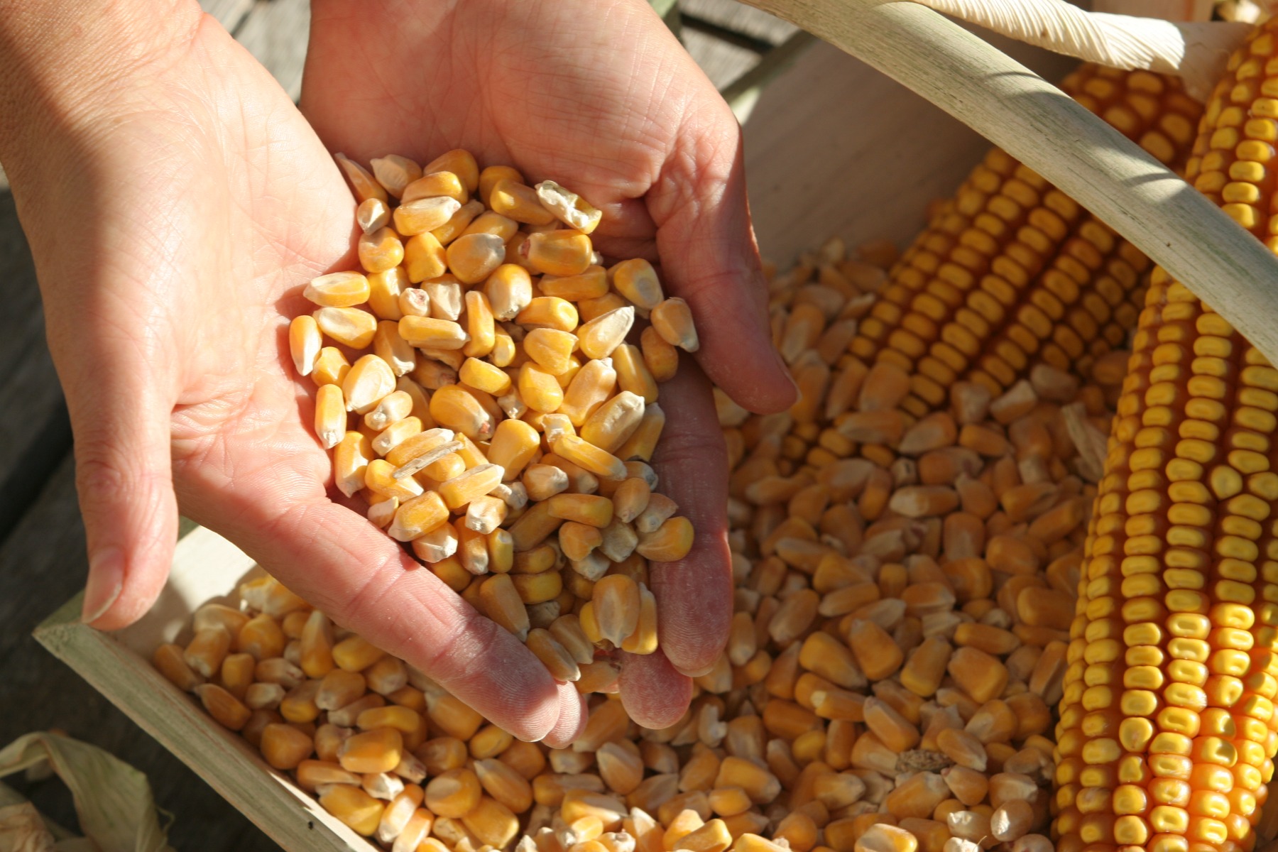 Savoir-faire Agricole
